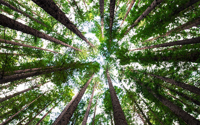 arnaud-mesureur-unsplash-640x400 Umweltschutz Klimawandel nachhaltige grüne Banken