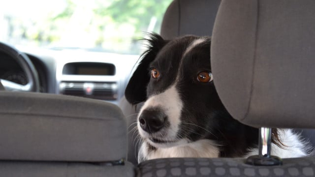 hund-im-auto-pb-20200531-pb-simpleclipsbyclicks-1280x720 Hund im Auto