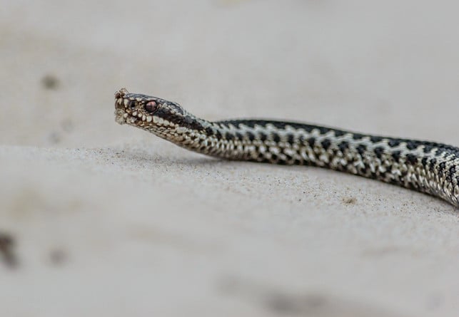 kreuzottern-sind-giftig-und-daher-kann-ein-biss-di-cc0-pixabay-danielbrachlow-200519_download Kreuzottern sind giftig und daher kann ein Biss dieser Schlange gefährlich sein.