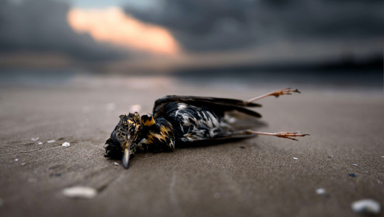 Das Artensterben ist für die Menschheit so gefährlich wie der Klimawandel Das Artensterben ist für die Menschheit so gefährlich wie der Klimawandel