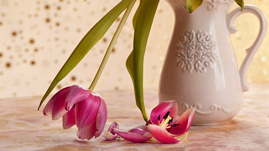 tulpen-anschneiden-cc0-pixabay-oldiefan-240301 Tulpen anschneiden