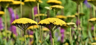 schafgarbe pflegeleicht pflanzen juni