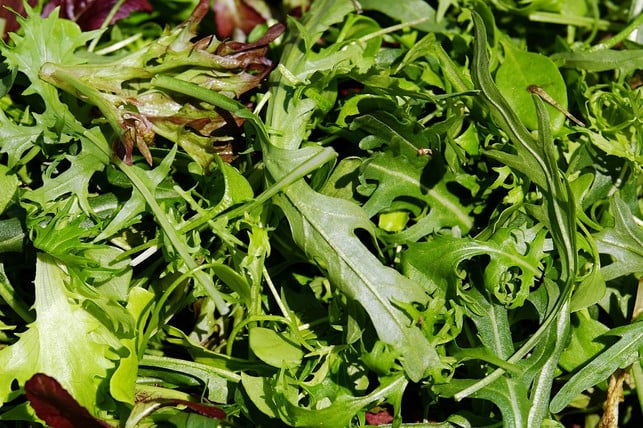 rucola-ist-eine-der-hauptzutaten-fuer-den-brotsalat-cc0-pixabay-couleur-240715_download Rucola ist eine der Hauptzutaten für den Brotsalat