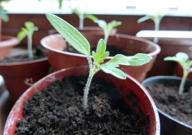 tomaten-pflanzen-topf-p-oehlenbach-170522-1280x900 Tomaten pflanzen