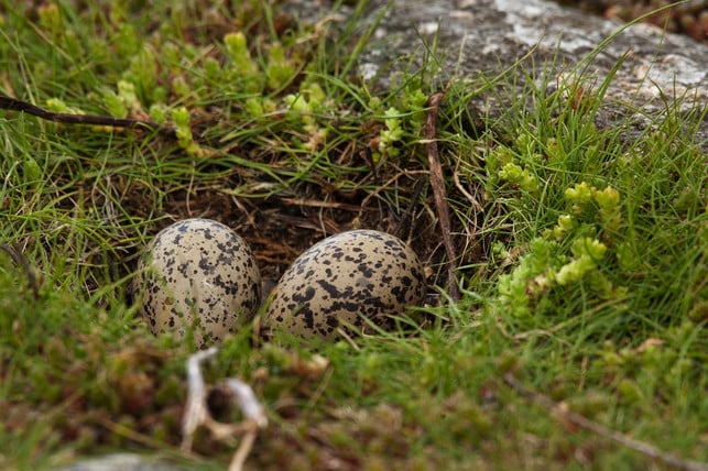 die-vogelschutz-massnahme-soll-die-haubenlerche-vor-cc0-pixabay-sakuranetterling-220518_download Die Vogelschutz-Maßnahme soll die Haubenlerche vor Katzen schützen.