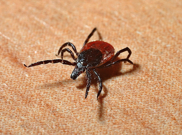 in-the-tick-time-you-can-simply-cc0-pixabay-jerzygorecki-220626_download During the tick season, you can protect yourself from a bite with a few simple tips.
