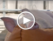 Video: Schwein Viktoria auf dem Erdlingshof