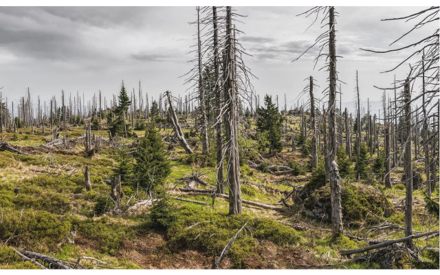 neo-oekologie-waldsterben-pb-felixmittermeier-200805-1280x800-1 Klimawandel und Waldsterben