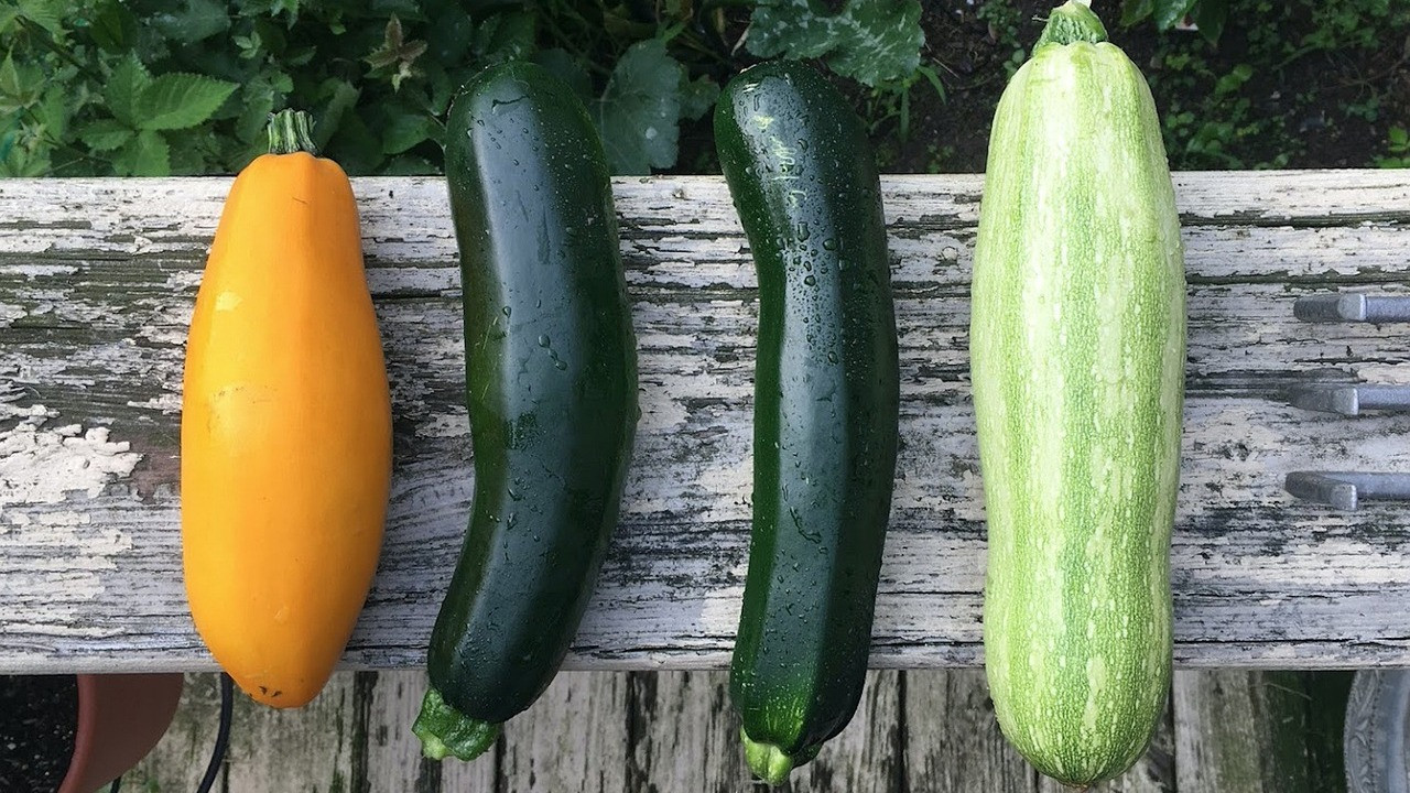 Zucchini selbst anbauen: 3 Fehler, die dir die Ernte vermiesen - Utopia.de