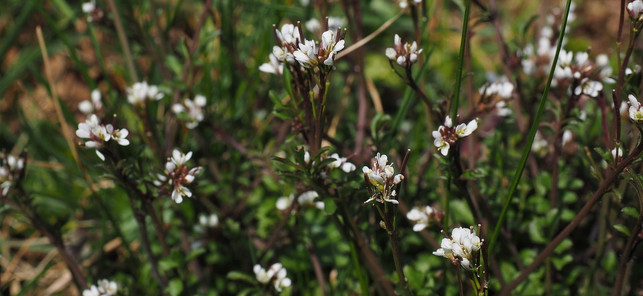 Gartenschaumkraut-unkraeuter-pb-pixabay-160513-1280x590 Unkräuter aufs Brot: Gartenschaumkraut