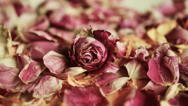 rosenblaetter-essen-cc0-pixabay-congerdesign-210923 Rosenblätter essen