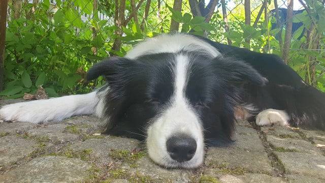 hund-hitze-bw-220713-1280x720 Hund und Hitze vertragen sich nicht.