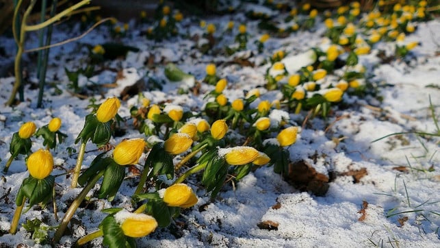 winterlinge-kommen-auch-mit-schnee-zurecht-cc0-pixabay-helgaka-210121_download Winterlinge kommen auch mit Schnee zurecht.