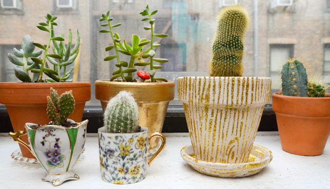 zimmerpflanzen-sukkulenten-kakteen-x-stacie-cc-by-sa-2-0-161116-1000x573 Zimmerpflanzen: Kakteen, Sukkulenten