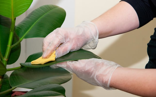 cleaning ficus Wische die Blätter deines Gummibaums regelmäßig ab.