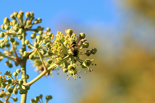 weitere-heimische-arten-sind-die-feldwespen-und-ku-cc0-pixabay-herbert2512-180508_download Weitere heimische Arten sind die Feldwespen und Kuckuckswespen.