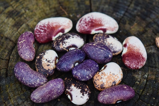 bohnen-sind-bunt-und-vielfaeltig-cc0-pixabay-landracemaizegenomics-190707_download Bohnen sind bunt und vielfältig.