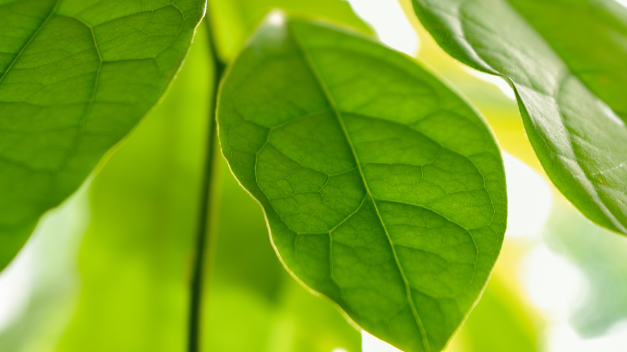 Avocado-Pflanze pflegen: So wchst der Baum auch bei dir - Utopia.de