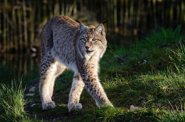 damit-tiere-wie-der-luchs-ungestoert-bleiben-ist-e-cc0-pixabay-skeeze-201013_download Damit Tiere wie der Luchs ungestört bleiben, ist es wichtig, sich in Nationalparks rücksichtsvoll zu verhalten.