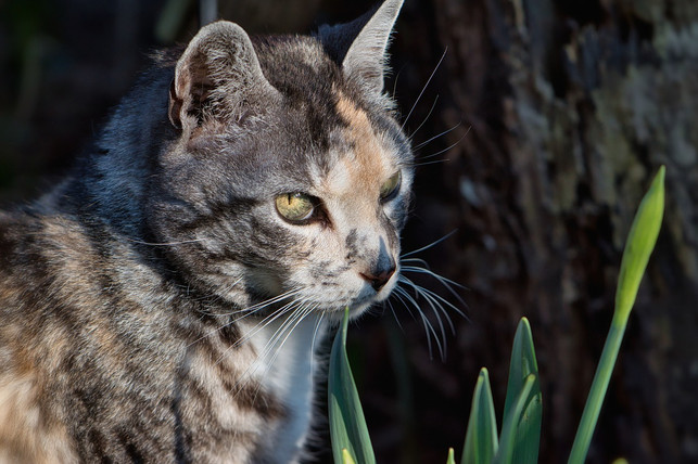 alte-katzen-gelten-als-ruhige-und-ausgeglichene-ze-cc0-pixabay-helgaka-230320_download Alte Katzen gelten als ruhige und ausgeglichene Zeitgenossen.