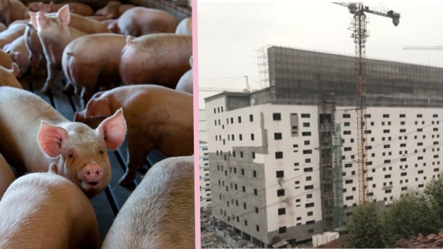 Schweine-Hochhäuser werden in China gebaut. Schweine-Hochhäuser werden in China gebaut.