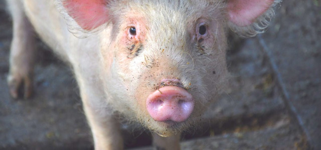 Sinkender Fleischkonsum: Deutsche essen weniger Fleisch, Schwein schaut in Kamera