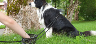 Fünf Gründe, warum du Hundekot einsammeln solltest