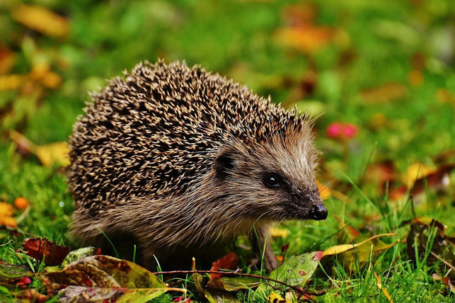 durch-vorsichtsmassnahmen-kannst-du-igel-vor-dem-mae-cc0-pixabay-alexas_fotos-210416_download Durch Vorsichtsmaßnahmen kannst du Igel vor dem Mähroboter schützen.
