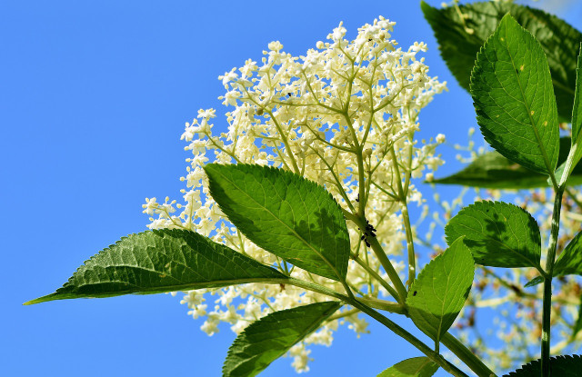 The flowers of black elderberry have a slightly yellowish shimmer because the anthers in them are yellow.