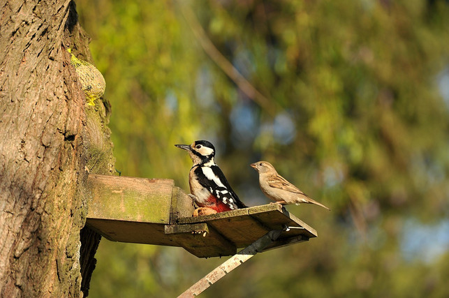 voegel-haben-unterschiedliche-ansprueche-an-ihren-ni-cc0-pixabay-susannp4-190401_download Vögel haben unterschiedliche Ansprüche an ihren Nistplatz.