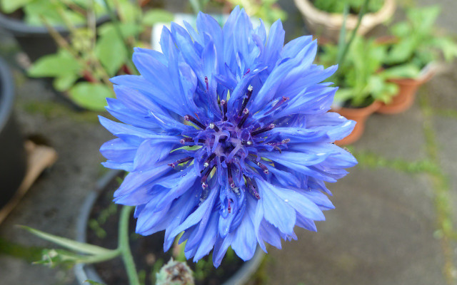 essbare-blueten-p-kornblume-170502-1280x800 Bienenweide & essbare Blüten: Kornblume