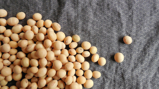 soja-allergie-cc0-pixabay-jing-190223 soja allergie