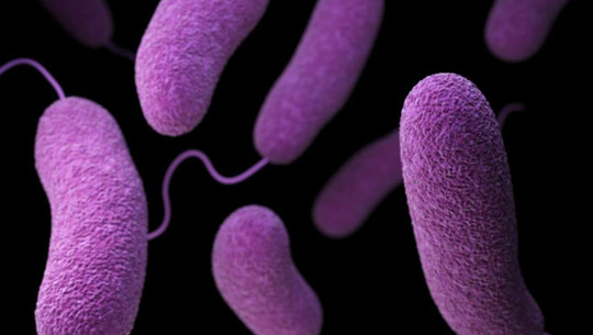 vibrionen-illustrator-jennifer-oosthuizen-content-provider-220805 vibrionen