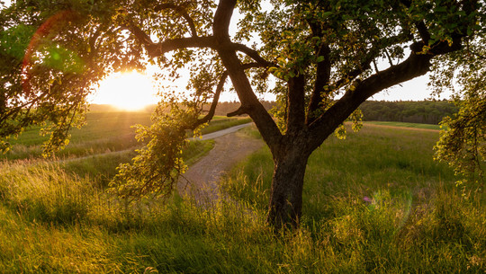 mundrauborg-cc0--pixabay--wal_172619-260418 Mundraub.org