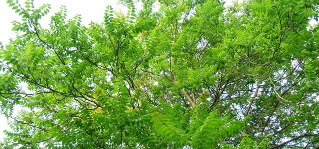 Götterbaum