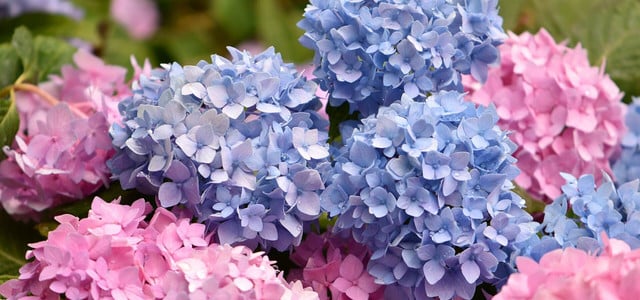 hortensie düngen