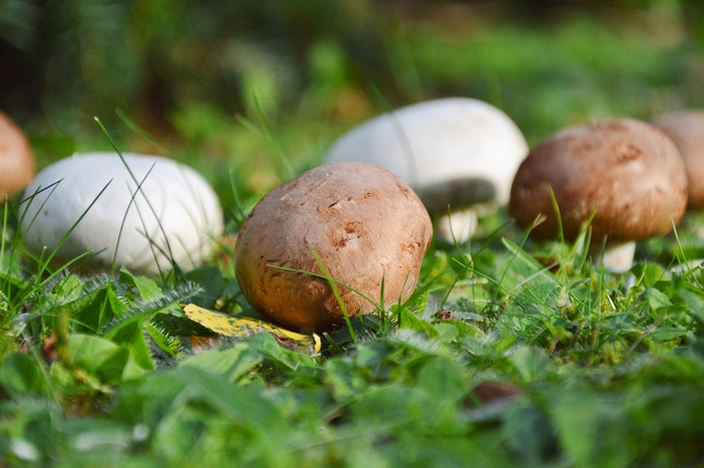 wenn-du-champignons-zuechten-moechten-kannst-du-all-cc0-pixabay-ralphs_fotos-230525_download Wenn du Champignons züchten möchten, kannst du alle Schritte selbst erledigen, oder dir Produkte bestellen, in denen schon viel Vorarbeit erledigt ist.