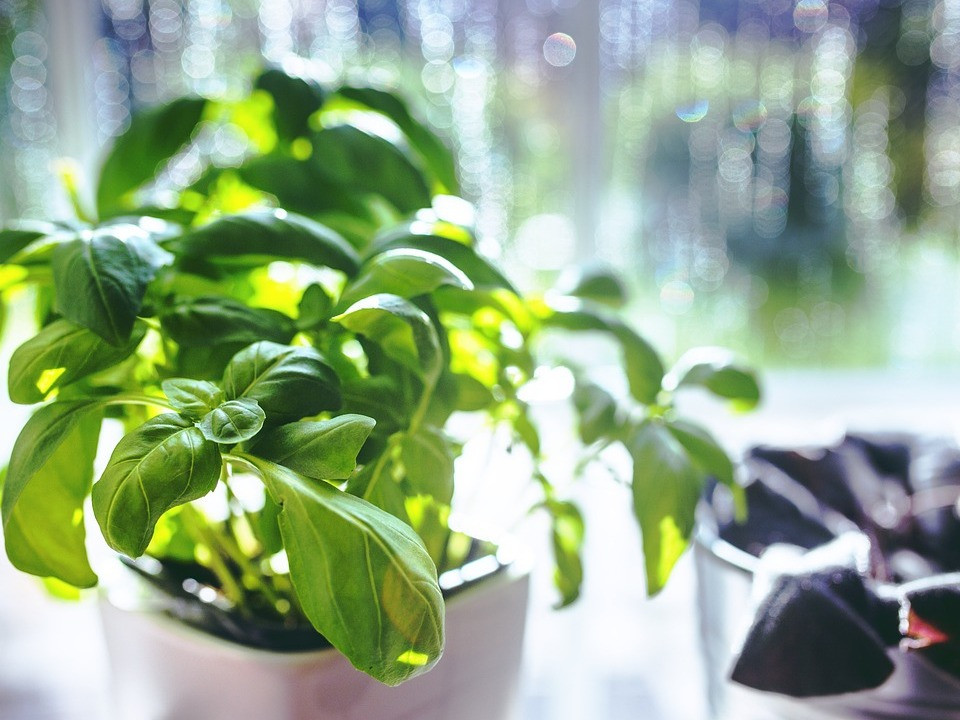 Basilikum-Tee fr Gesundheit und Garten: So geht's - Utopia.de