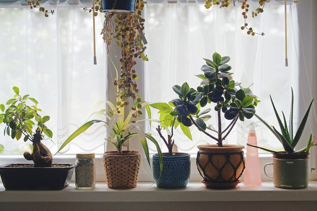 an-einem-hellen-standort-gedeiht-der-bubikopf-gut-cc0-pixabay-coyot-230116_download An einem hellen Standort gedeiht der Bubikopf gut. Vermeide aber direkte Sonnenstrahlung.