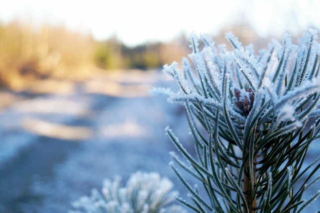 der-weihnachtsbaum-haelt-sich-frisch-wenn-du-ihn-k-cc0-pixabay-mel_2405-211214_download Der Weihnachtsbaum hält sich frisch, wenn du ihn kühl und dunkel lagerst.