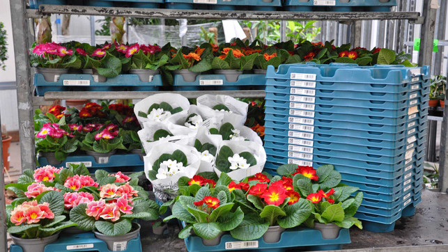 toom-floritray-2_1920x1080 toom Baumarkt floritray wiederverwendbar nachhaltig blumen kaufen