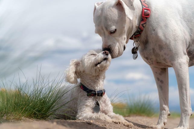 hunde-gaehnen-auch-um-konflikte-zu-entschaerfen-cc0-pixabay-sdnet01-220916_download Hunde gähnen auch, um Konflikte zu entschärfen.