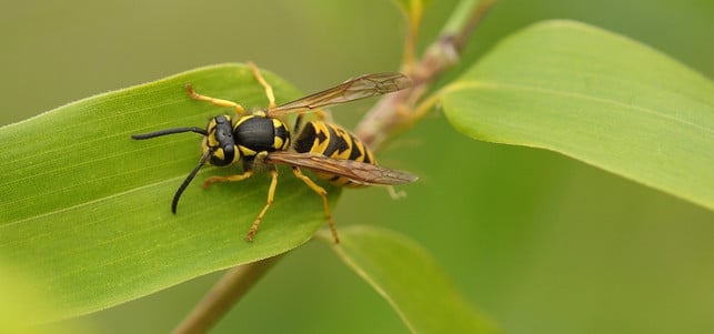 Wespe-insekten-vertreiben-pb-1700602-1280x600 Insekten vertreiben Mücken Wespen Ameisen Fliegen