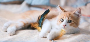 Katzenhaltung