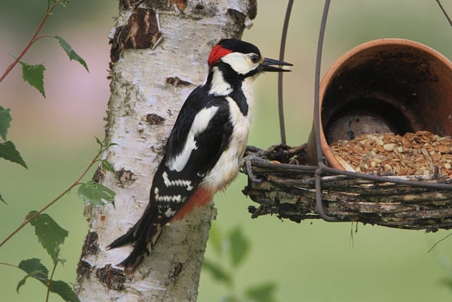 wenn-keine-voegel-zum-vogelhaus-kommen-probiere-es-cc0-pixabay-carola68-221106_download Wenn keine Vögel zum Vogelhaus kommen, probiere es mit einem anderen Futter.