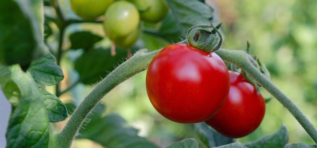 tomaten rückschnitt