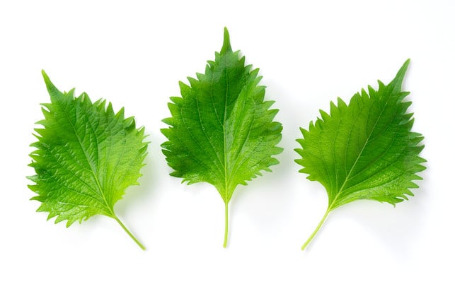 Shiso leaves on a white background Shiso-Samen bekommst du nicht in jeder Gärtnerei.