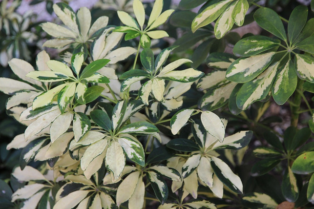am-einfachsten-kannst-du-eine-schefflera-ueber-kopf-cc0-pixabay-zoosnow-210825_download Am einfachsten kannst du eine Schefflera über Kopfstecklinge vermehren.