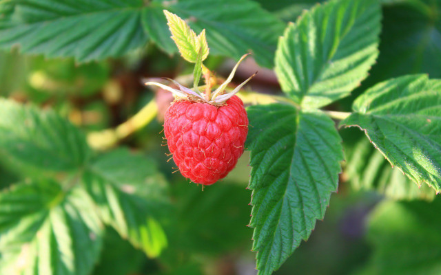 obst-balkon-pb-himbeere-180207-1280x800 Obst auf dem Balkon, Himbeeren