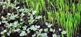 Aussaat im Dezember – was jetzt noch möglich ist